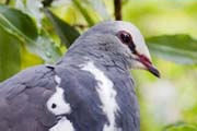 Wonga Pigeon (Leucosarcia melanoleuca)